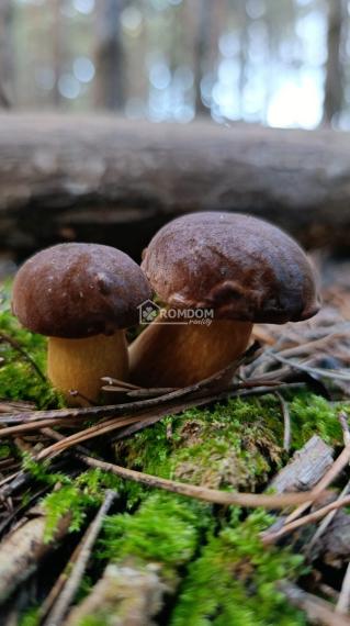 Predaj lesný pozemok 2028 m2 pri jazere, KÚ Láb (Malacky)